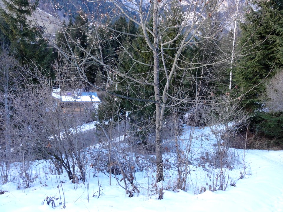 Trauneggmoos Winter 2016 (07)