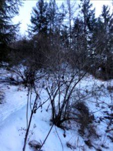 Trauneggmoos Winter 2016 (13)