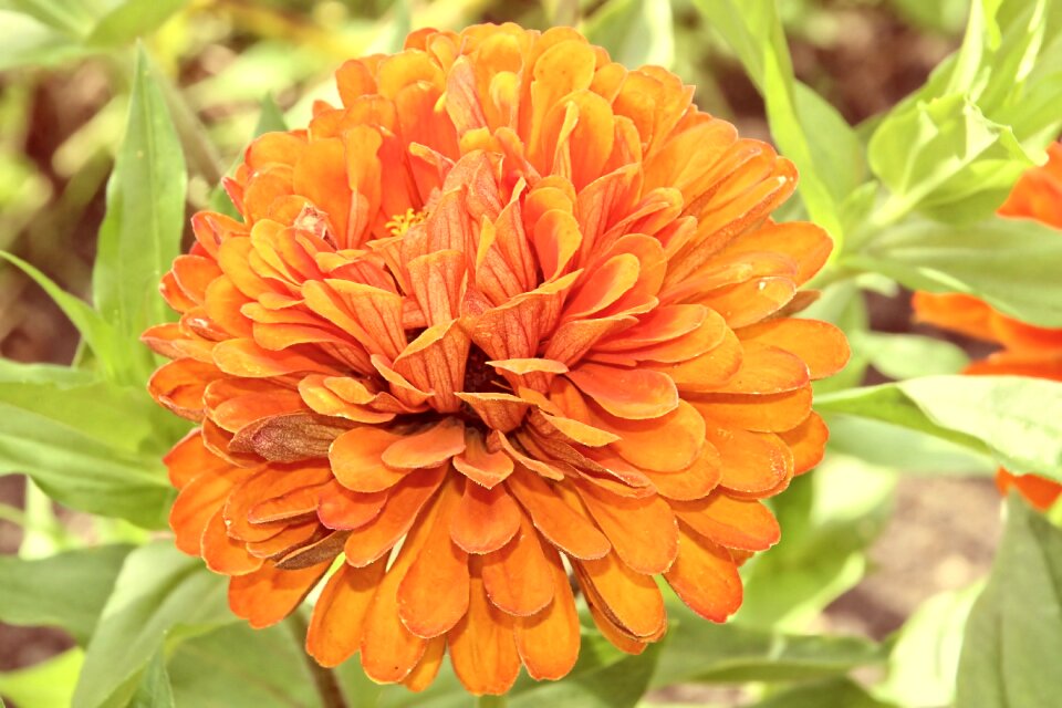 Bloom composites flower