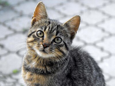 Tomcat animal portrait photo