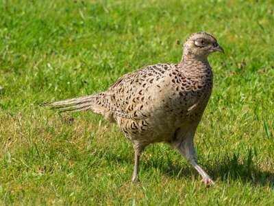 Poultry bird species photo