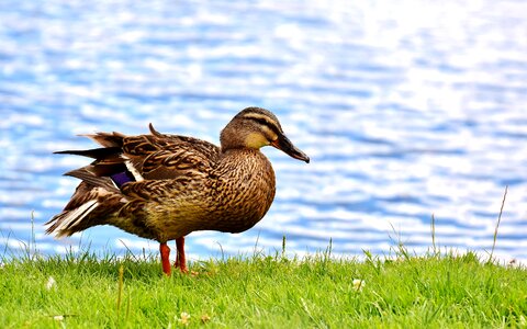 Cute nature water