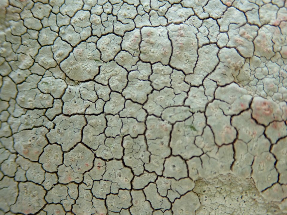 Trapelia placodioides 33640715