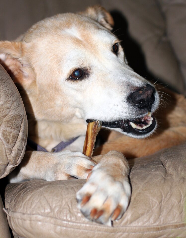 Chew close-up hybrid