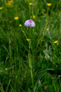 Traunsteinera globosa Anthese
