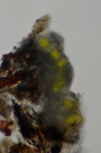 Trapeliopsis granulosa 80994007