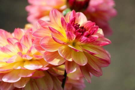 Bloom flower fiery