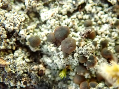 Trapeliopsis granulosa 80930171