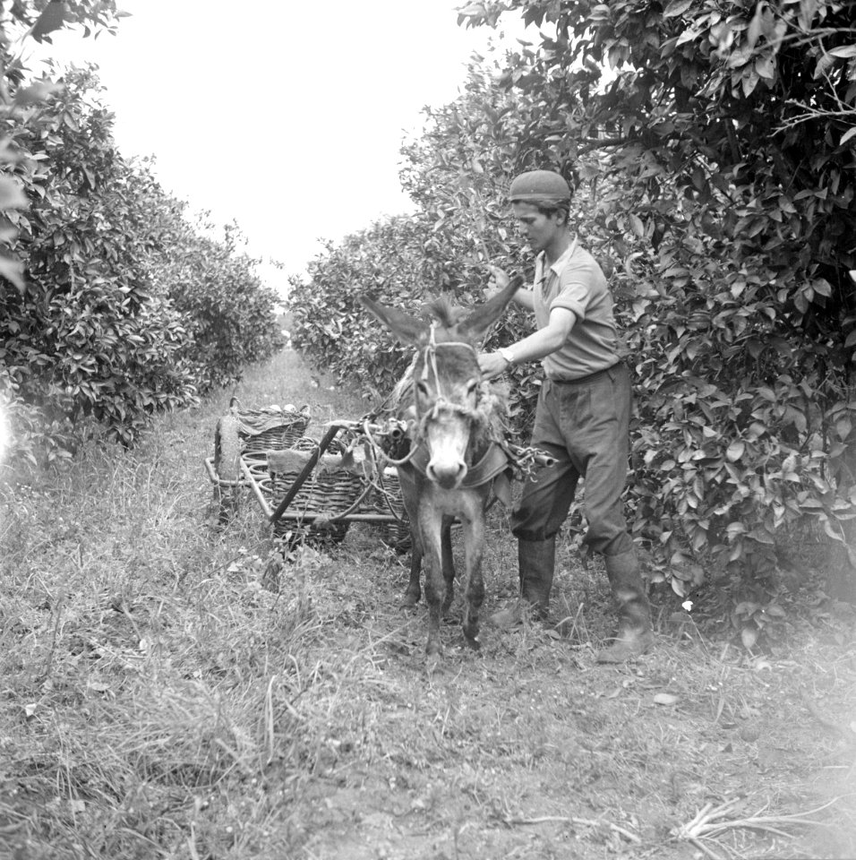 Transport van sinaasappelen per ezelwagen op een citrusplantage bij Pardes, Bestanddeelnr 255-1227