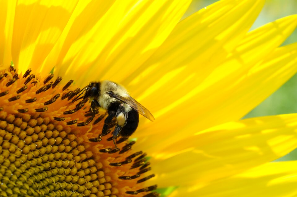 Insect yellow garden