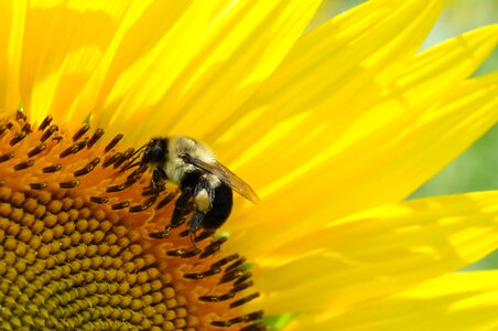 Insect yellow garden photo