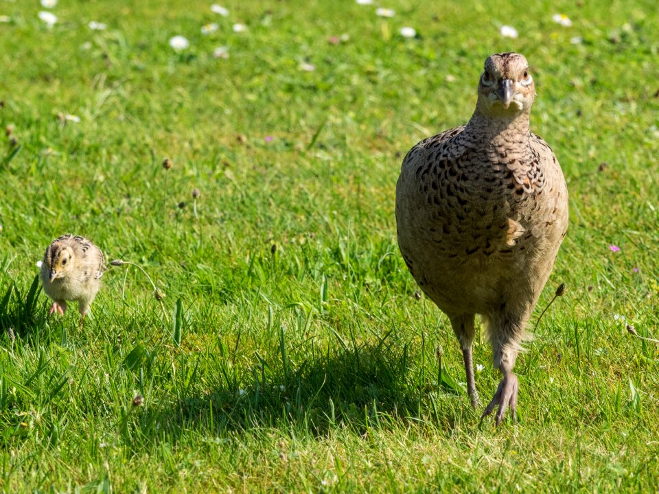 Poultry bird species photo