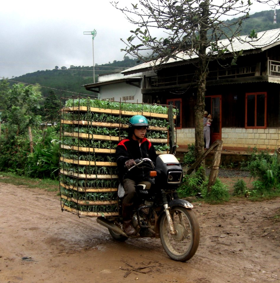 Transport de légumes à Lang Dinh An