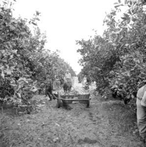 Transport van sinaasappelen per ezelwagen op een citrusplantage bij Pardes, Bestanddeelnr 255-1230
