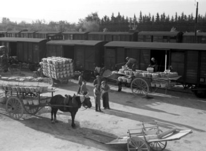 Transport per trein van tafeldruiven in Le Thor, Bestanddeelnr 191-0450