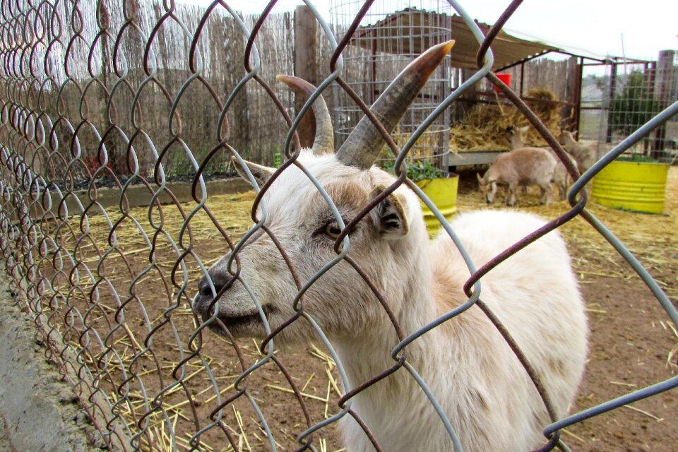 White cute animal