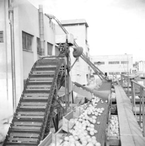 Transportband die het fruit in de citrussapfabriek Assis aan de weg van Tel Aviv, Bestanddeelnr 255-1252