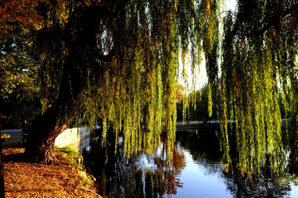 Trauerweide-1