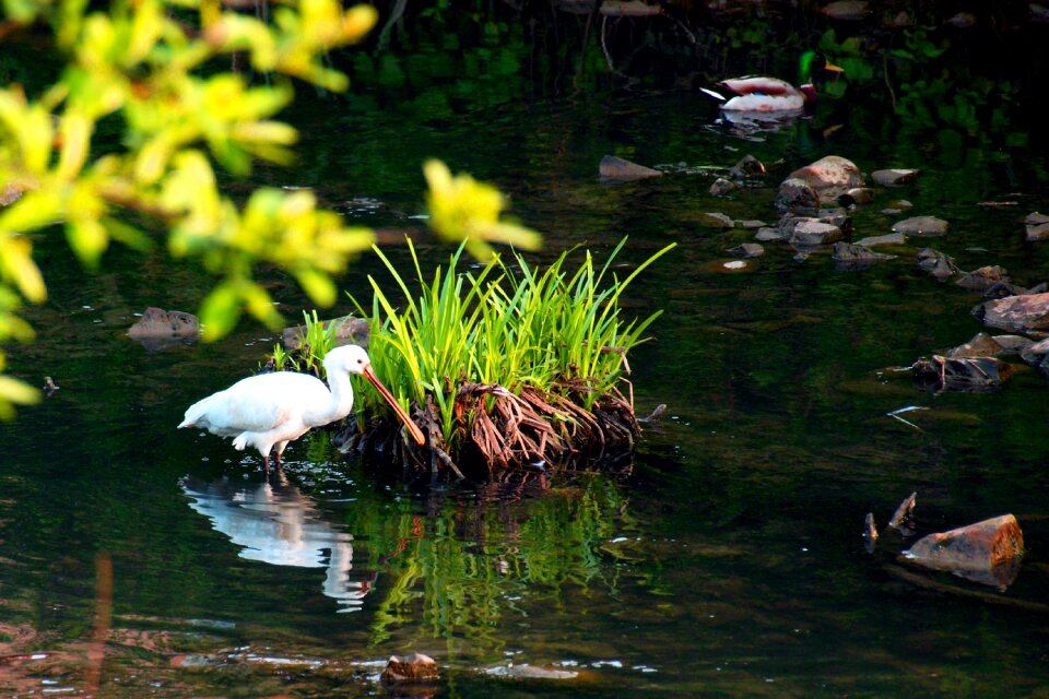 Spatula bird river