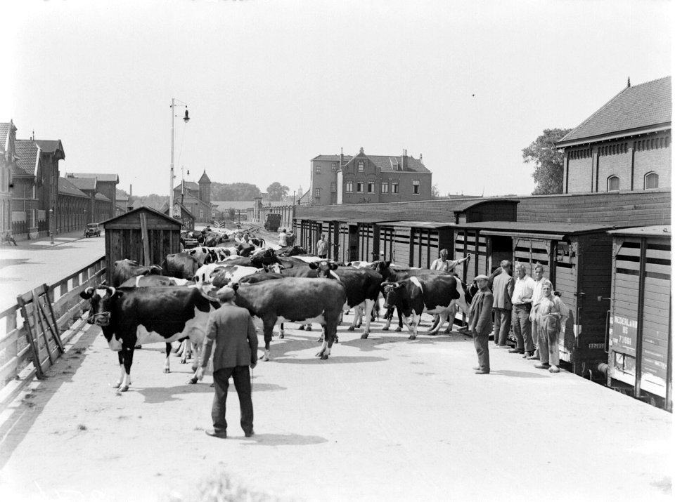 Transport van vee, Bestanddeelnr 189-0649