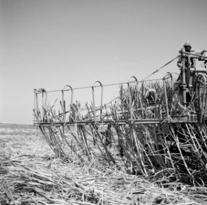 Transport van suikerriet uit de suikerrietoogstmachine, Bestanddeelnr 250-8671