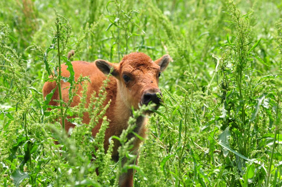 Wildlife young grass