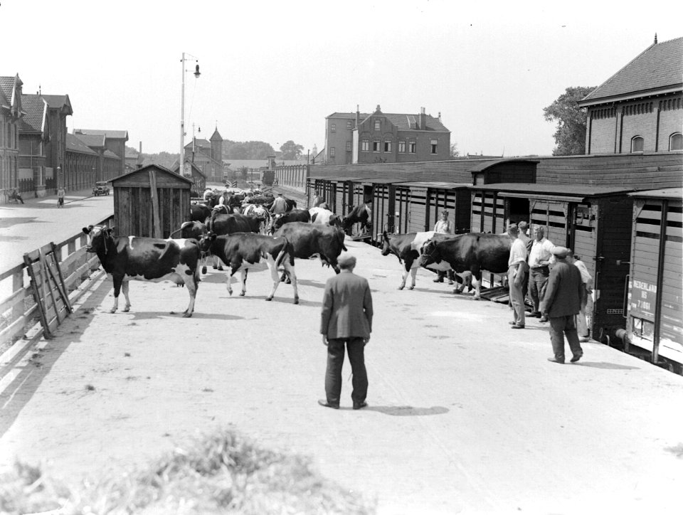 Transport van vee, Bestanddeelnr 189-0650