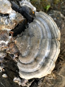Trametes hirsuta 74151441