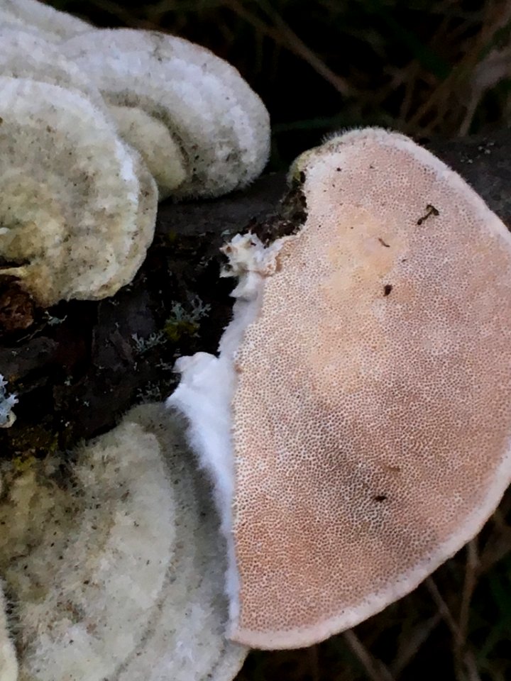 Trametes hirsuta 61648656