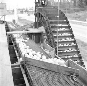Transportband die het fruit in de citrussapfabriek Assis aan de weg van Tel Aviv, Bestanddeelnr 255-1253