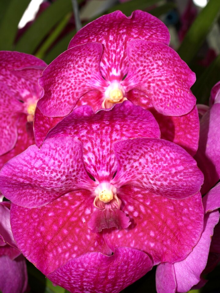 Violet flora growth