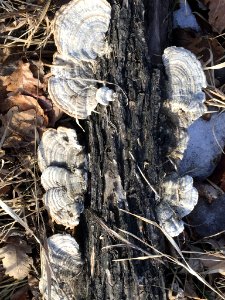 Trametes hirsuta 62062585
