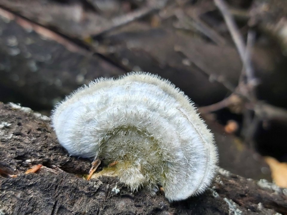 Trametes hirsuta 77414753