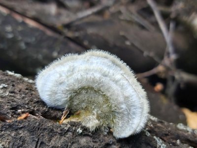 Trametes hirsuta 77414753
