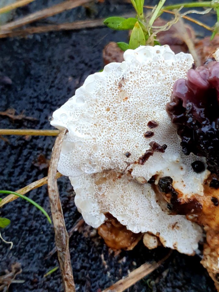 Trametes ochracea 104697608