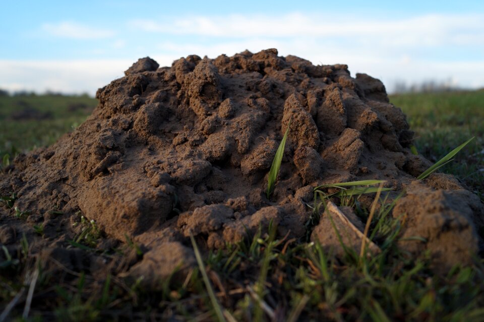 Animal mammal ground