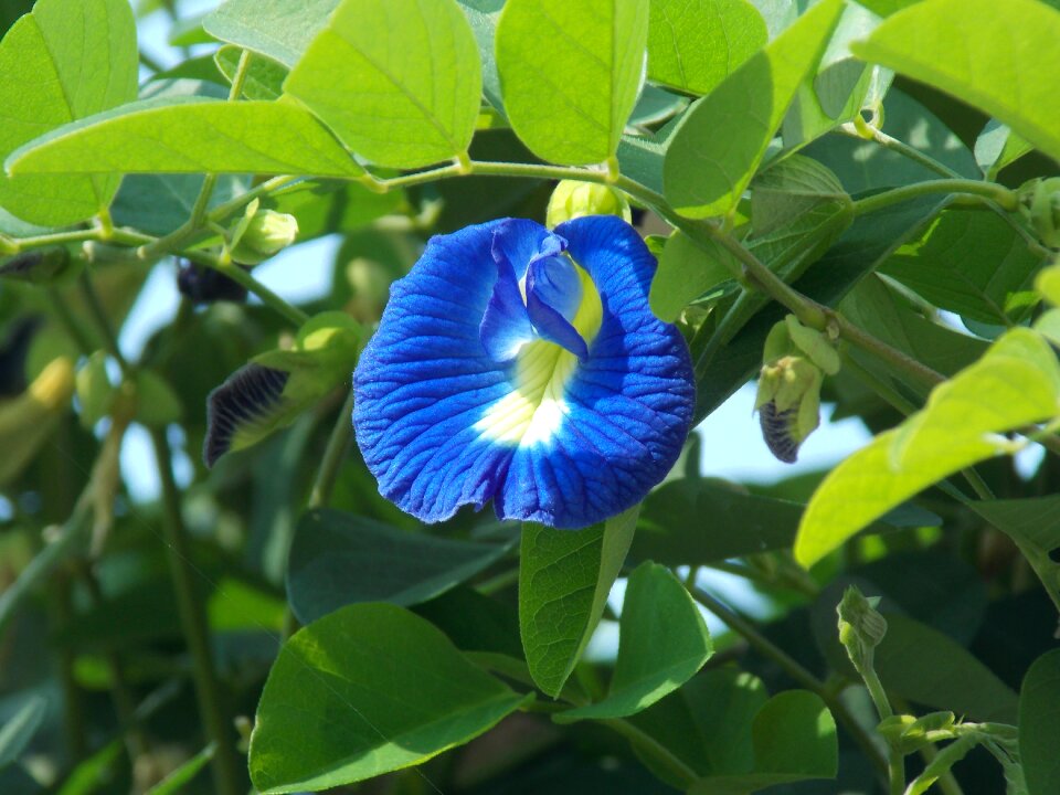 Petals plant flower