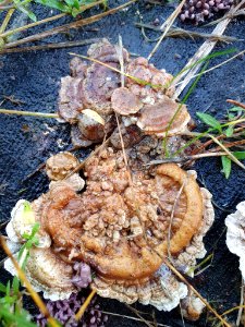 Trametes ochracea 104697580