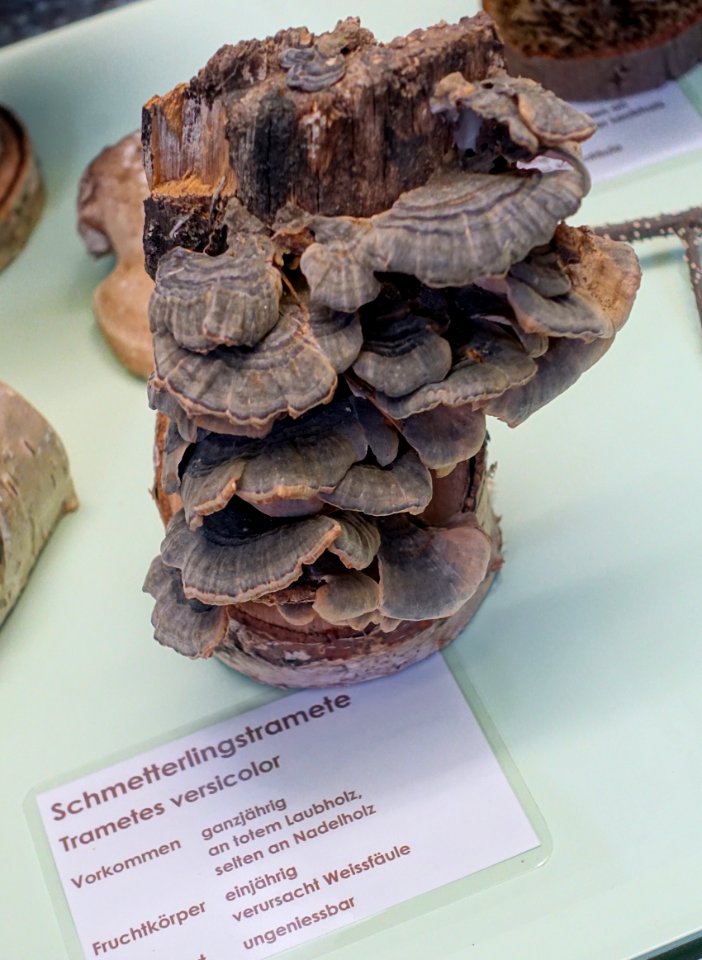 Trametes versicolor - Naturhistorisches Museum Nürnberg - Nuremberg, Gemany - DSC04230
