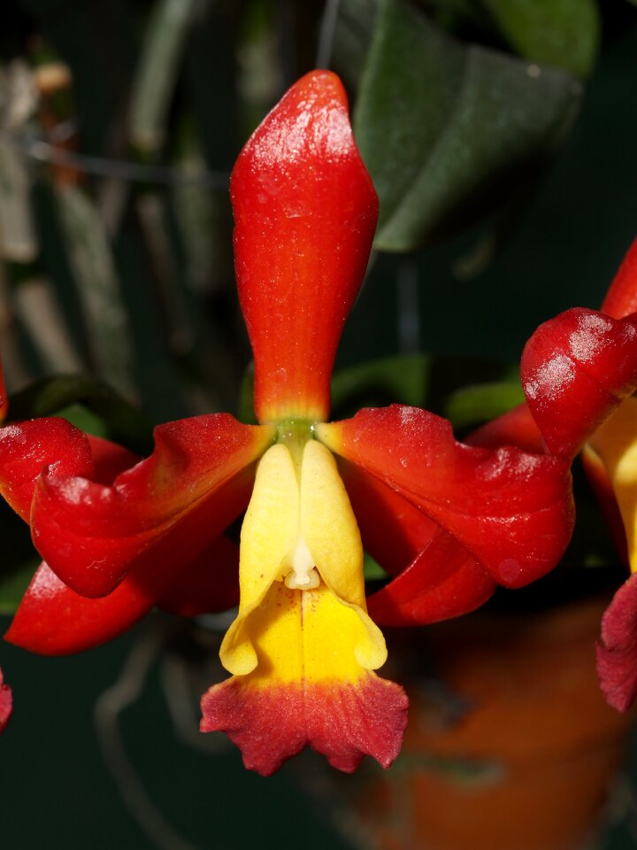 Violet flora growth