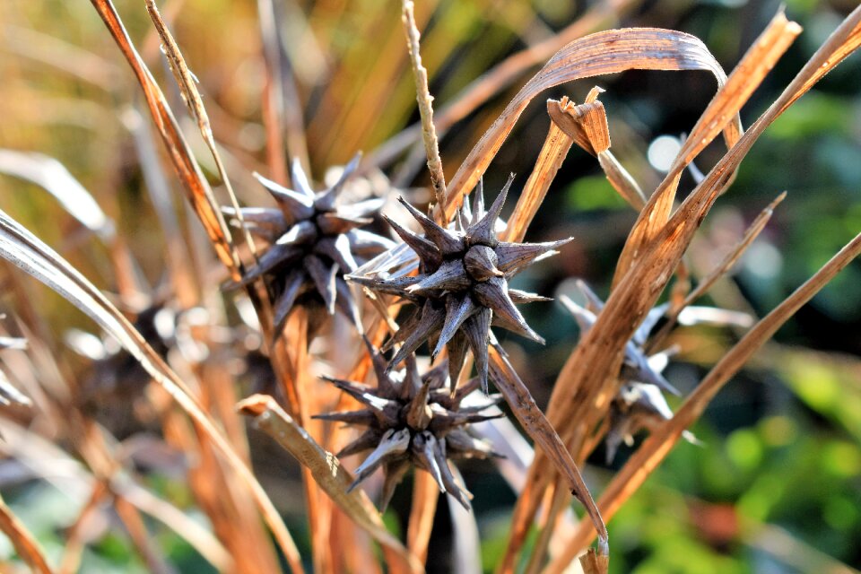 Dry nature close up