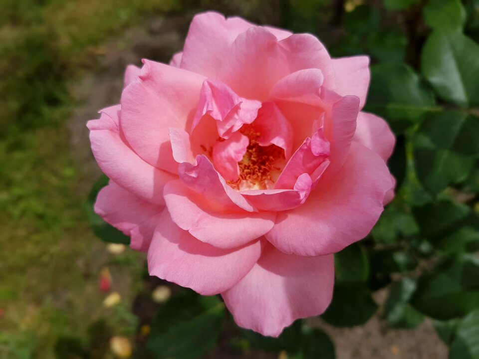 Flowers summer july