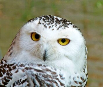 Nature perched beak photo