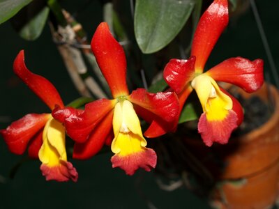 Violet flora growth