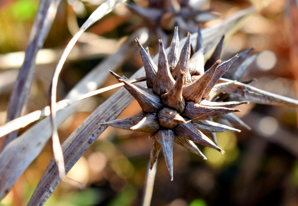 Dry nature close up