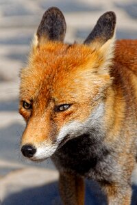 Animal world animal portrait nature