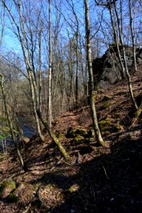 Trampelpfad im Seifersdorfer Tal