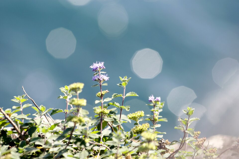 Circular flowers and plants green