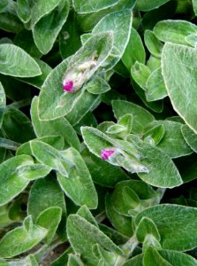 Tradescantia silamontana