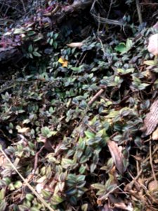 Tradescantia zebrina à Canala